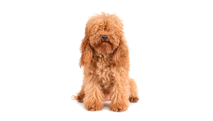 image comparison before